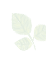 background image 13